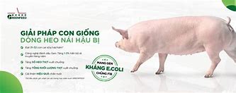 Các Bệnh Phổ Biến Trên Heo